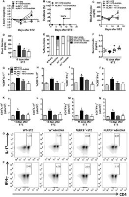 Mitochondrial DNA Activates the NLRP3 Inflammasome and Predisposes to Type 1 Diabetes in Murine Model